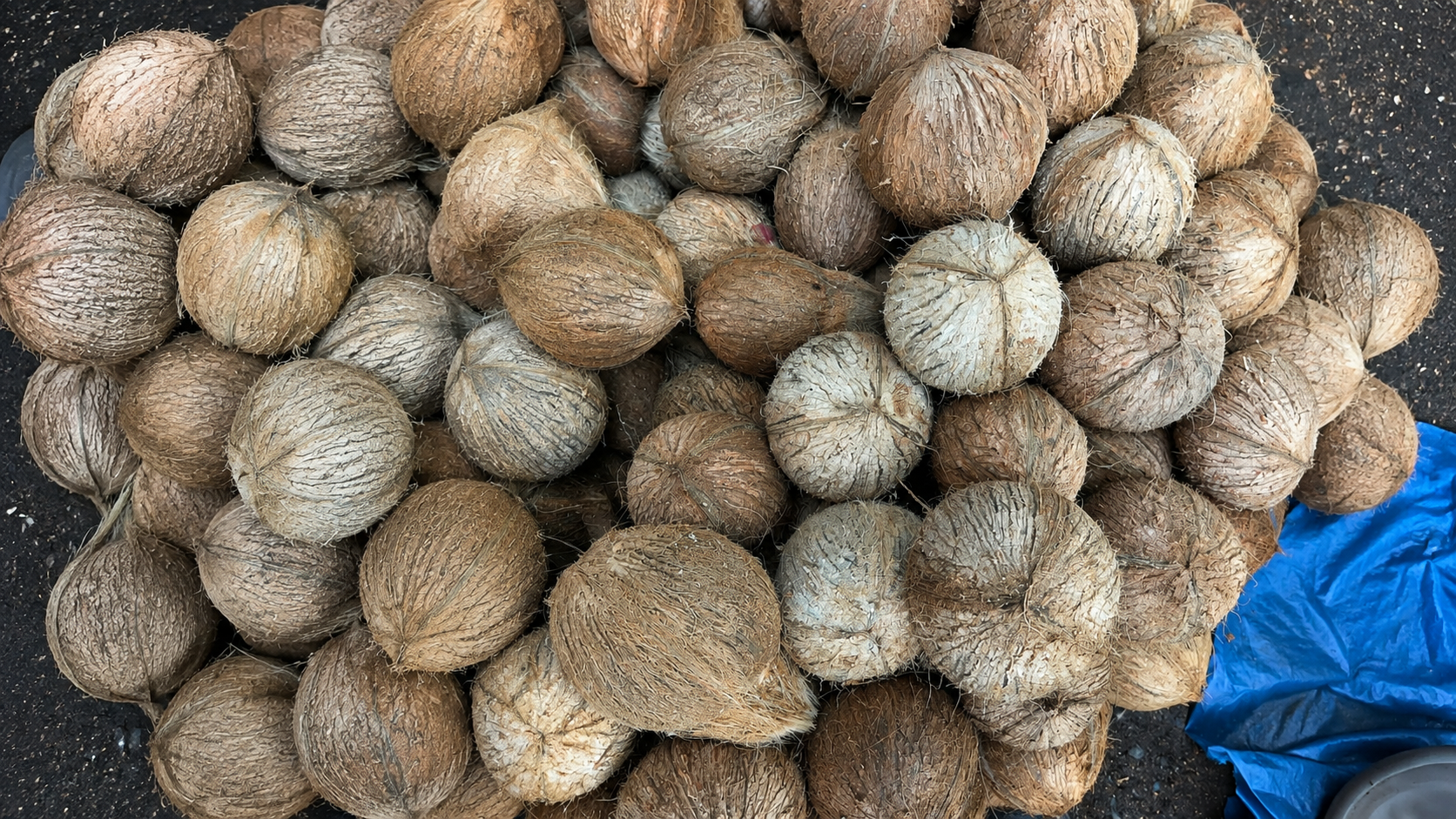 Coconut packing