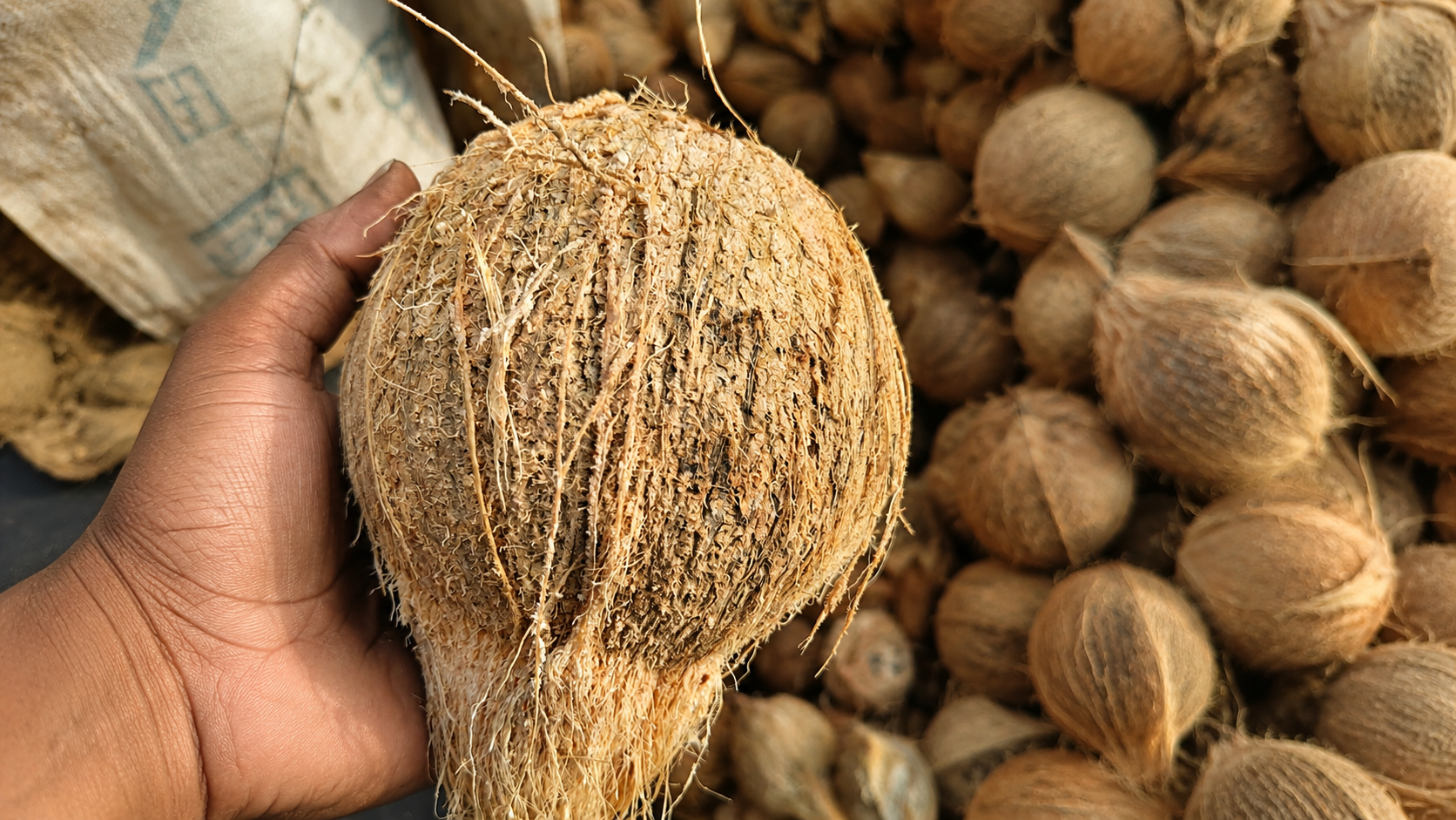 Fresh coconuts