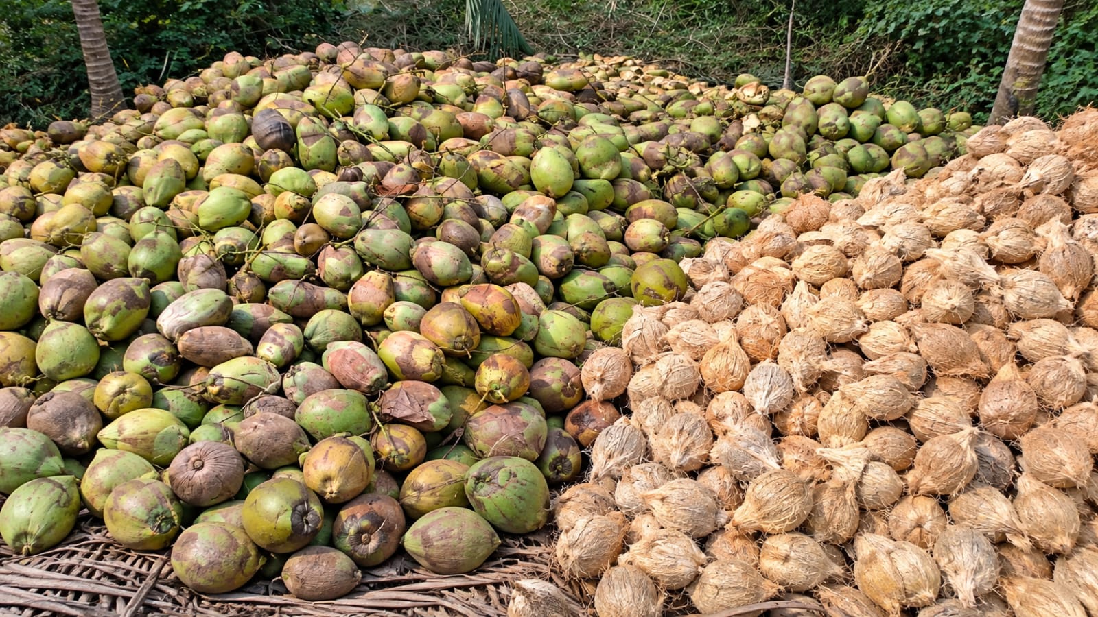 Coconut-2