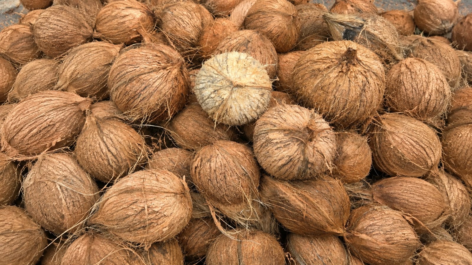 coconut-4