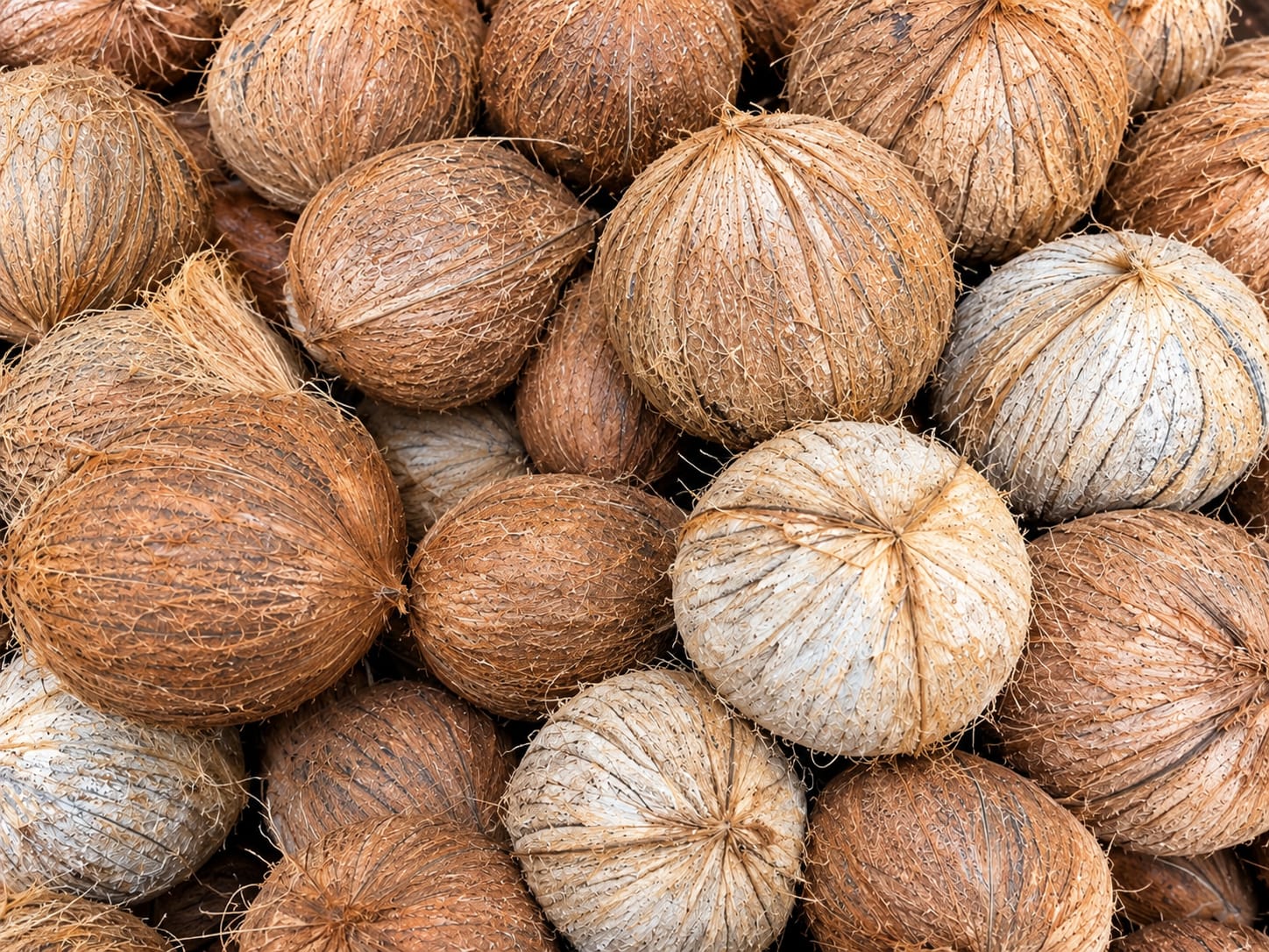 Fresh Large Coconuts